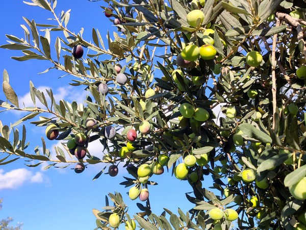 elia karpos mesa18112025