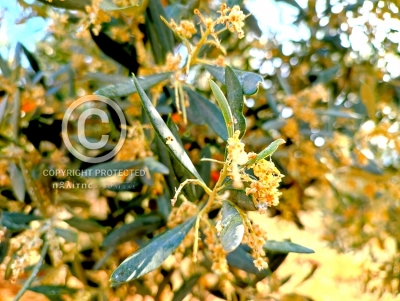 &Omicron; &Pi;&omicron;&upsilon;&lambda;ά&sigmaf; έ&phi;&epsilon;&rho;&epsilon; &sigma;&tau;&eta; &Beta;&omicron;&upsilon;&lambda;ή &tau;&omicron; &theta;έ&mu;&alpha; &mu;&epsilon; &tau;&iota;&sigmaf; &zeta;&eta;&mu;&iota;έ&sigmaf; &sigma;&tau;&eta;&nu; &kappa;&alpha;&rho;&pi;ό&delta;&epsilon;&sigma;&eta; &tau;&omega;&nu; &epsilon;&lambda;&alpha;&iota;ό&delta;&epsilon;&nu;&tau;&rho;&omega;&nu; &sigma;&epsilon; &Epsilon;&rho;&mu;&iota;&omicron;&nu;ί&delta;&alpha; &kappa;&alpha;&iota; &Epsilon;&pi;ί&delta;&alpha;&upsilon;&rho;&omicron;