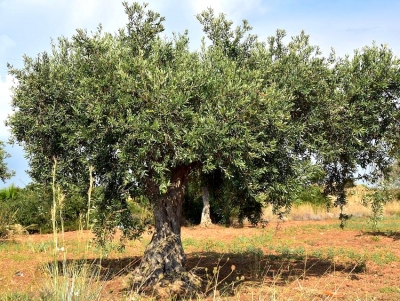 &Kappa;ί&nu;&delta;&upsilon;&nu;&omicron;&sigmaf; &nu;&alpha; &mu;&epsilon;ί&nu;&epsilon;&iota; &sigma;&tau;&eta; &mu;έ&sigma;&eta; &eta; &delta;&alpha;&kappa;&omicron;&kappa;&tau;&omicron;&nu;ί&alpha; &sigma;&tau;&eta;&nu; &Alpha;&rho;&gamma;&omicron;&lambda;ί&delta;&alpha;