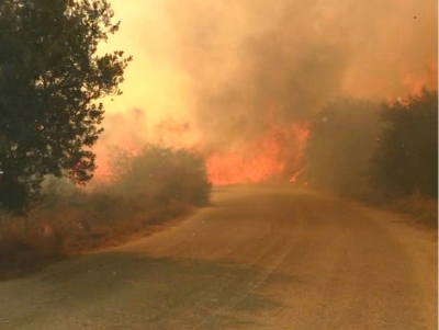 &Nu;&alpha;ύ&pi;&lambda;&iota;&omicron;: &Phi;&omega;&tau;&iota;ά &sigma;&tau;&iota;&sigmaf; &alpha;&gamma;&rho;&omicron;&tau;&iota;&kappa;έ&sigmaf; &phi;&upsilon;&lambda;&alpha;&kappa;έ&sigmaf; &tau;&eta;&sigmaf; &Tau;ί&rho;&upsilon;&nu;&theta;&alpha;&sigmaf; &ndash; Ά&mu;&epsilon;&sigma;&eta; &epsilon;&pi;έ&mu;&beta;&alpha;&sigma;&eta; &tau;&eta;&sigmaf; &Pi;&upsilon;&rho;&omicron;&sigma;&beta;&epsilon;&sigma;&tau;&iota;&kappa;ή&sigmaf;