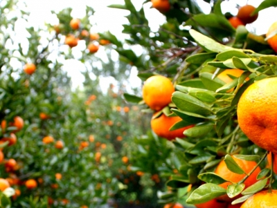 &Pi;&omicron;&upsilon;&lambda;ά&sigmaf;: &Eta; &kappa;&upsilon;&beta;έ&rho;&nu;&eta;&sigma;&eta; &epsilon;&mu;&pi;&alpha;ί&zeta;&epsilon;&iota; &tau;&omicron;&upsilon;&sigmaf; &pi;&alpha;&rho;&alpha;&gamma;&omega;&gamma;&omicron;ύ&sigmaf; &kappa;&lambda;&eta;&mu;&epsilon;&nu;&tau;ί&nu;&eta;&sigmaf; &mu;&epsilon; &tau;&eta;&nu; &pi;&alpha;&rho;&alpha;&kappa;&rho;ά&tau;&eta;&sigma;&eta; &pi;&omicron;&sigma;ώ&nu; &tau;&eta;&sigmaf; &kappa;&rho;&alpha;&tau;&iota;&kappa;ή&sigmaf; &epsilon;&nu;ί&sigma;&chi;&upsilon;&sigma;&eta;&sigmaf;