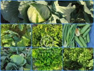 &Epsilon;&rho;&mu;&iota;&omicron;&nu;ί&delta;&alpha;: &Tau;&alpha; &kappa;&eta;&pi;&epsilon;&upsilon;&tau;&iota;&kappa;ά &epsilon;&upsilon;&eta;&mu;&epsilon;&rho;&omicron;ύ&nu; &sigma;&epsilon; &tau;ό&pi;&omicron; &mu;&alpha;&gamma;&iota;&kappa;ό (&beta;ί&nu;&tau;&epsilon;&omicron;)