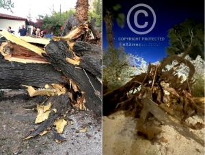 Ναύπλιο: Πώς έπεσε το τεράστιο δέντρο σε πάρκο της πόλης - Άμεση επέμβαση από τις Αρχές και τον Δήμο (εικόνες)
