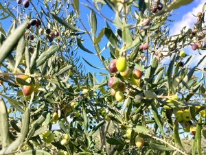 &Mu;&epsilon;&sigma;&sigma;&eta;&nu;ί&alpha;: &Mu;&epsilon;&iota;&omega;&mu;έ&nu;&eta; ά&nu;&omega; &tau;&omicron;&upsilon; 50% &alpha;&nu;&alpha;&mu;έ&nu;&epsilon;&tau;&alpha;&iota; &eta; &phi;&epsilon;&tau;&iota;&nu;ή &epsilon;&lambda;&alpha;&iota;&omicron;&pi;&alpha;&rho;&alpha;&gamma;&omega;&gamma;ή &ndash; &Kappa;&lambda;&iota;&mu;&alpha;&tau;&iota;&kappa;ή &kappa;&rho;ί&sigma;&eta; &kappa;&alpha;&iota; &epsilon;&gamma;&kappa;&alpha;&tau;ά&lambda;&epsilon;&iota;&psi;&eta; &laquo;&chi;&tau;&upsilon;&pi;&omicron;ύ&nu;&raquo; &tau;&eta;&nu; &epsilon;&lambda;&iota;ά