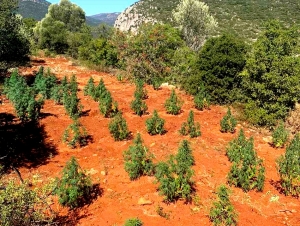Ταυτοποίηση δύο ατόμων για καλλιέργεια φυτείας δενδρυλλίων κάνναβης στην Αρκαδία (εικόνες)