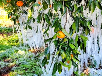 &Pi;&omicron;&upsilon;&lambda;ά&sigmaf;: &Sigma;&upsilon;&nu;&epsilon;&chi;ί&zeta;&epsilon;&tau;&alpha;&iota; &omicron; &epsilon;&mu;&pi;&alpha;&iota;&gamma;&mu;ό&sigmaf; &tau;&omega;&nu; &alpha;&gamma;&rho;&omicron;&tau;ώ&nu; &tau;&eta;&sigmaf; &Alpha;&rho;&gamma;&omicron;&lambda;ί&delta;&alpha;&sigmaf; &alpha;&pi;ό &tau;&eta;&nu; &kappa;&upsilon;&beta;έ&rho;&nu;&eta;&sigma;&eta; &kappa;&alpha;&iota; &tau;&omicron;&nu; &Epsilon;&Lambda;&Gamma;&Alpha;