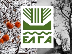 Αργολίδα: Ο ΕΛΓΑ περιμένει τις ενστάσεις και θα αποφασίσει για τις αποζημιώσεις που αφορούν τον παγετό (εικόνα)