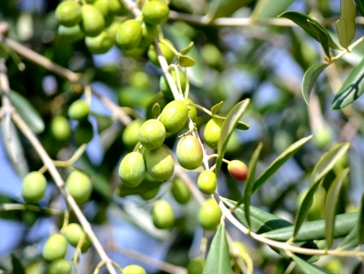 &Gamma;&epsilon;&omega;&rho;&gamma;&alpha;&nu;&tau;ά&sigmaf; &sigma;&epsilon; &Pi;&omicron;&upsilon;&lambda;ά &gamma;&iota;&alpha; &delta;&alpha;&kappa;&omicron;&kappa;&tau;&omicron;&nu;ί&alpha;: &laquo;&Pi;&rho;ό&sigma;&theta;&epsilon;&tau;&eta; &chi;&rho;&eta;&mu;&alpha;&tau;&omicron;&delta;ό&tau;&eta;&sigma;&eta; &epsilon;ά&nu; &kappa;&alpha;&iota; &epsilon;&phi;ό&sigma;&omicron;&nu; &chi;&rho;&epsilon;&iota;&alpha;&sigma;&tau;&epsilon;ί&hellip;&raquo;