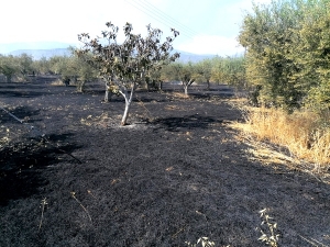 Ερμιονίδα: Πυρκαγιά στον κάμπο Κρανιδίου (εικόνες)