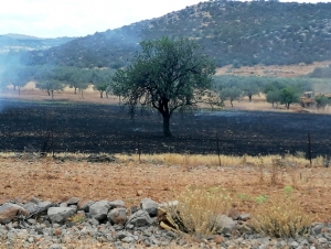 Ερμιονίδα: Ξανά φωτιά στον κάμπο Κρανιδίου (εικόνες)