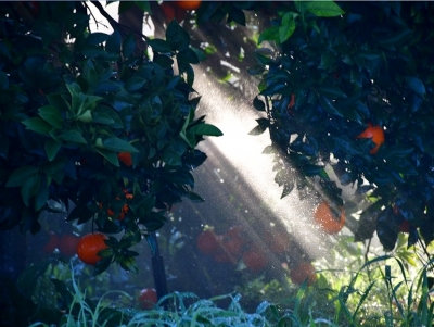 &Gamma;&kappa;&iota;ό&lambda;&alpha;&sigmaf;: &Nu;&alpha; &alpha;&pi;&omicron;&zeta;&eta;&mu;&iota;&omega;&theta;&omicron;ύ&nu; &kappa;&alpha;&iota; ό&chi;&iota; &nu;&alpha; &epsilon;&pi;&iota;&sigma;&tau;&rho;έ&psi;&omicron;&upsilon;&nu; &tau;&eta;&nu; &pi;&rho;&omicron;&kappa;&alpha;&tau;&alpha;&beta;&omicron;&lambda;ή &gamma;&iota;&alpha; &tau;&omicron;&nu; &pi;&alpha;&gamma;&epsilon;&tau;ό &omicron;&iota; &alpha;&gamma;&rho;ό&tau;&epsilon;&sigmaf; &tau;&eta;&sigmaf; &Alpha;&rho;&gamma;&omicron;&lambda;ί&delta;&alpha;&sigmaf; (&epsilon;&iota;&kappa;ό&nu;&alpha;)