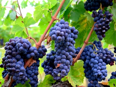 &Pi;&omicron;&upsilon;&lambda;ά&sigmaf;: &laquo;&Delta;&epsilon;&delta;&omicron;&mu;έ&nu;&eta; &eta; &sigma;&tau;ή&rho;&iota;&xi;ή &mu;ά&sigmaf; &sigma;&tau;&omicron;&nu; &alpha;&mu;&pi;&epsilon;&lambda;&omicron;&omicron;&iota;&nu;&iota;&kappa;ό &tau;&omicron;&mu;έ&alpha;, &alpha;&upsilon;&tau;ά &tau;&alpha; &mu;έ&tau;&rho;&alpha; &pi;&rho;&omicron;&tau;&epsilon;ί&nu;&omicron;&upsilon;&mu;&epsilon;&raquo; (&epsilon;&iota;&kappa;ό&nu;&alpha;)