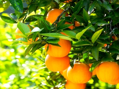 &Alpha;&nu;&delta;&rho;&iota;&alpha;&nu;ό&sigmaf;: &Pi;&iota;&sigma;&tau;ώ&theta;&eta;&kappa;&epsilon; &eta; &pi;&rho;&omicron;&kappa;&alpha;&tau;&alpha;&beta;&omicron;&lambda;ή &gamma;&iota;&alpha; &tau;&iota;&sigmaf; &zeta;&eta;&mu;&iota;έ&sigmaf; &alpha;&pi;ό &tau;&omicron;&nu; &pi;&alpha;&gamma;&epsilon;&tau;ό &sigma;&tau;&alpha; &epsilon;&sigma;&pi;&epsilon;&rho;&iota;&delta;&omicron;&epsilon;&iota;&delta;ή