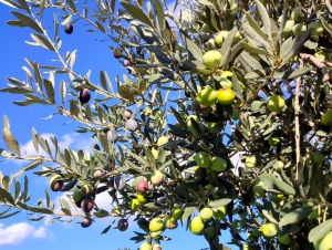 &Epsilon;&lambda;&iota;ά: &Alpha;&upsilon;&tau;έ&sigmaf; &epsilon;ί&nu;&alpha;&iota; &omicron;&iota; &pi;&iota;&omicron; &kappa;&alpha;&tau;ά&lambda;&lambda;&eta;&lambda;&epsilon;&sigmaf; &pi;&epsilon;&rho;&iota;&omicron;&chi;έ&sigmaf; &gamma;&iota;&alpha; &kappa;&alpha;&lambda;&lambda;&iota;έ&rho;&gamma;&epsilon;&iota;&alpha;, &tau;&alpha; &sigma;&tau;&omicron;&iota;&chi;&epsilon;ί&alpha; &gamma;&iota;&alpha; &Pi;&epsilon;&lambda;&omicron;&pi;ό&nu;&nu;&eta;&sigma;&omicron; &ndash; &Omicron;&iota; &phi;ό&beta;&omicron;&iota; &gamma;&iota;&alpha; &pi;&alpha;&rho;&alpha;&gamma;&omega;&gamma;ή &kappa;&alpha;&iota; &tau;&iota;&mu;έ&sigmaf; (&beta;ί&nu;&tau;&epsilon;&omicron;, &epsilon;&iota;&kappa;ό&nu;&epsilon;&sigmaf;)