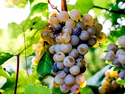 &Pi;&epsilon;&lambda;&omicron;&pi;ό&nu;&nu;&eta;&sigma;&omicron;&sigmaf;-&Alpha;&rho;&gamma;&omicron;&lambda;ί&delta;&alpha;: &Alpha;&pi;&omicron;&phi;ά&sigma;&epsilon;&iota;&sigmaf; &gamma;&iota;&alpha; &tau;&iota;&sigmaf; &alpha;&pi;&omicron;&zeta;&eta;&mu;&iota;ώ&sigma;&epsilon;&iota;&sigmaf; &sigma;&epsilon; &kappa;&alpha;&lambda;&lambda;&iota;έ&rho;&gamma;&epsilon;&iota;&epsilon;&sigmaf; &ndash; &Tau;&iota; έ&gamma;&iota;&nu;&epsilon; &sigma;&tau;&eta; &sigma;ύ&sigma;&kappa;&epsilon;&psi;&eta; &sigma;&tau;&omicron; &Upsilon;&pi;&omicron;&upsilon;&rho;&gamma;&epsilon;ί&omicron;