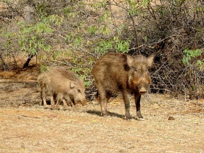 &Alpha;&nu;&alpha;&phi;&omicron;&rho;ά &Gamma;&kappa;&iota;ό&lambda;&alpha; &sigma;&tau;&eta; &Beta;&omicron;&upsilon;&lambda;ή &gamma;&iota;&alpha; &tau;&iota;&sigmaf; &zeta;&eta;&mu;&iota;έ&sigmaf; &alpha;&pi;ό &tau;&alpha; &alpha;&gamma;&rho;&iota;&omicron;&gamma;&omicron;ύ&rho;&omicron;&upsilon;&nu;&alpha; &sigma;&tau;&eta;&nu; &Epsilon;&rho;&mu;&iota;&omicron;&nu;ί&delta;&alpha; - &Eta; &epsilon;&pi;&iota;&sigma;&tau;&omicron;&lambda;ή &Gamma;&epsilon;&omega;&rho;&gamma;ό&pi;&omicron;&upsilon;&lambda;&omicron;&upsilon; (&epsilon;&iota;&kappa;ό&nu;&alpha;)