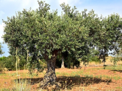 &Epsilon;&rho;&mu;&iota;&omicron;&nu;ί&delta;&alpha;: &Zeta;&eta;&mu;&iota;έ&sigmaf; &sigma;&tau;&eta;&nu; &kappa;&alpha;&rho;&pi;ό&delta;&epsilon;&sigma;&eta; &tau;&omega;&nu; &epsilon;&lambda;&alpha;&iota;&omicron;&delta;έ&nu;&delta;&rho;&omega;&nu;