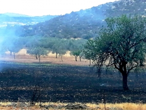 Υπό έλεγχο η φωτιά στα Λευκάκια - Άμεση η επέμβαση της Πυροσβεστικής