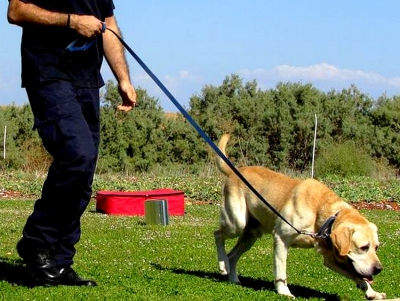&Alpha;&rho;&gamma;&omicron;&lambda;ί&delta;&alpha;: &Sigma;ύ&lambda;&lambda;&eta;&psi;&eta; 45&chi;&rho;&omicron;&nu;&omicron;&upsilon;, &mu;&epsilon; &tau;&eta; &sigma;&upsilon;&nu;&delta;&rho;&omicron;&mu;ή &sigma;&kappa;ύ&lambda;&omicron;&upsilon; &beta;&rho;έ&theta;&eta;&kappa;&alpha;&nu; &eta;&rho;&omega;ί&nu;&eta;, &chi;&alpha;&sigma;ί&sigmaf; &kappa;&alpha;&iota; &mu;&epsilon;&theta;&alpha;&delta;ό&nu;&eta; &sigma;&tau;&omicron; &sigma;&pi;ί&tau;&iota; &tau;&omicron;&upsilon;
