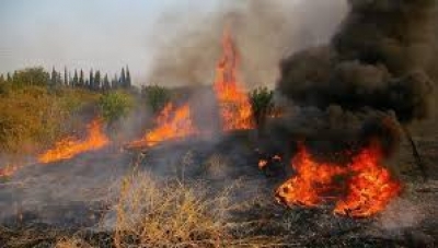 &Phi;&omega;&tau;&iota;ά &sigma;&tau;&omicron;&nu; &pi;&rho;ώ&eta;&nu; &sigma;&kappa;&omicron;&upsilon;&pi;&iota;&delta;ό&tau;&omicron;&pi;&omicron; &tau;&omicron;&upsilon; &Lambda;&upsilon;&gamma;&omicron;&upsilon;&rho;&iota;&omicron;ύ &Alpha;&rho;&gamma;&omicron;&lambda;ί&delta;&alpha;&sigmaf; - &Kappa;&alpha;&iota; &epsilon;&nu;&alpha;έ&rho;&iota;&alpha; &mu;έ&sigma;&alpha; &sigma;&tau;&eta; &kappa;&alpha;&tau;ά&sigma;&beta;&epsilon;&sigma;&eta;!