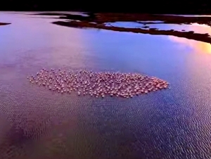 &Eta; &phi;ύ&sigma;&eta; &chi;&alpha;&rho;ί&zeta;&epsilon;&iota; &mu;&omicron;&nu;&alpha;&delta;&iota;&kappa;έ&sigmaf; &epsilon;&iota;&kappa;ό&nu;&epsilon;&sigmaf; (&beta;ί&nu;&tau;&epsilon;&omicron;)