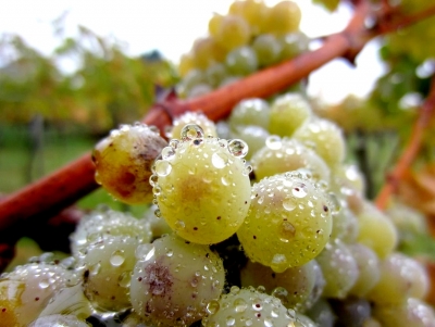 &Mu;&epsilon;&gamma;ά&lambda;&epsilon;&sigmaf; &zeta;&eta;&mu;&iota;έ&sigmaf; &sigma;&tau;&alpha; &alpha;&mu;&pi;έ&lambda;&iota;&alpha; &tau;&eta;&sigmaf; &Nu;&epsilon;&mu;έ&alpha;&sigmaf; &ndash; &Epsilon;&rho;ώ&tau;&eta;&sigma;&eta; &kappa;&alpha;&iota; &alpha;&pi;ό &Pi;&omicron;&upsilon;&lambda;ά &sigma;&tau;&eta; &Beta;&omicron;&upsilon;&lambda;ή, &sigma;ύ&sigma;&kappa;&epsilon;&psi;&eta; &sigma;&tau;&eta;&nu; &Pi;&epsilon;&rho;&iota;&phi;έ&rho;&epsilon;&iota;&alpha; (&epsilon;&iota;&kappa;ό&nu;&epsilon;&sigmaf;)