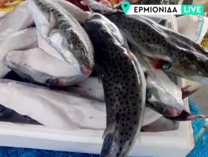 &Sigma;&epsilon; &alpha;&pi;ό&gamma;&nu;&omega;&sigma;&eta; &omicron;&iota; &alpha;&lambda;&iota;&epsilon;ί&sigmaf; &sigma;&tau;&eta;&nu; &Alpha;&rho;&gamma;&omicron;&lambda;ί&delta;&alpha;, &lambda;&alpha;&gamma;&omicron;&kappa;έ&phi;&alpha;&lambda;&omicron;&iota; &kappa;&alpha;&iota; &upsilon;&pi;&epsilon;&rho;&theta;έ&rho;&mu;&alpha;&nu;&sigma;&eta; &laquo;&chi;&tau;&upsilon;&pi;&omicron;ύ&nu;&raquo; &tau;&omicron; &epsilon;&pi;ά&gamma;&gamma;&epsilon;&lambda;&mu;ά &tau;&omicron;&upsilon;&sigmaf; (&beta;ί&nu;&tau;&epsilon;&omicron;)