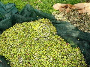 &Epsilon;&lambda;&alpha;&iota;&omicron;&kappa;&omicron;&mu;&iota;&kappa;ό &mu;&eta;&tau;&rho;ώ&omicron;: &Tau;&iota; &pi;&rho;έ&pi;&epsilon;&iota; &nu;&alpha; &delta;&eta;&lambda;ώ&sigma;&omicron;&upsilon;&nu; ό&sigma;&omicron;&iota; έ&chi;&omicron;&upsilon;&nu; &epsilon;&lambda;&iota;έ&sigmaf; &gamma;&iota;&alpha; &nu;&alpha; &alpha;&pi;&omicron;&phi;ύ&gamma;&omicron;&upsilon;&nu; &tau;&alpha; &pi;&rho;ό&sigma;&tau;&iota;&mu;&alpha; (&epsilon;&iota;&kappa;ό&nu;&alpha;)