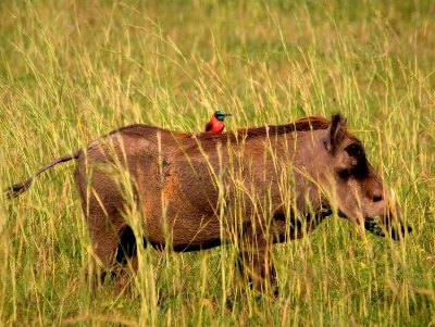&Alpha;&nu;&delta;&rho;&iota;&alpha;&nu;ό&sigmaf; &sigma;&tau;&eta; &Beta;&omicron;&upsilon;&lambda;ή: Έ&nu;&tau;&omicron;&nu;&alpha; &pi;&rho;&omicron;&beta;&lambda;ή&mu;&alpha;&tau;&alpha; &sigma;&tau;&eta;&nu; &Alpha;&rho;&gamma;&omicron;&lambda;ί&delta;&alpha; &alpha;&pi;ό &tau;&omicron;&nu; &upsilon;&pi;&epsilon;&rho;&pi;&lambda;&eta;&theta;&upsilon;&sigma;&mu;ό &tau;&omega;&nu; &alpha;&gamma;&rho;&iota;ό&chi;&omicron;&iota;&rho;&omega;&nu; - &Nu;&alpha; &alpha;&nu;&tau;&iota;&mu;&epsilon;&tau;&omega;&pi;&iota;&sigma;&tau;&omicron;ύ&nu; &sigma;&upsilon;&sigma;&tau;&eta;&mu;&alpha;&tau;&iota;&kappa;ά