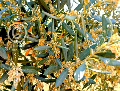 &Alpha;&nu;&delta;&rho;&iota;&alpha;&nu;ό&sigmaf;: &Omicron;&iota; &epsilon;&nu;έ&rho;&gamma;&epsilon;&iota;&epsilon;&sigmaf; &gamma;&iota;&alpha; &tau;&iota;&sigmaf; &zeta;&eta;&mu;&iota;έ&sigmaf; &sigma;&tau;&eta;&nu; &kappa;&alpha;&rho;&pi;ό&delta;&epsilon;&sigma;&eta; &tau;&omega;&nu; &epsilon;&lambda;&alpha;&iota;ό&delta;&epsilon;&nu;&tau;&rho;&omega;&nu; &kappa;&alpha;&iota; &tau;&iota;&sigmaf; &laquo;&pi;&lambda;&eta;&gamma;έ&sigmaf;&raquo; &alpha;&pi;ό &tau;&omicron; &chi;&alpha;&lambda;ά&zeta;&iota; (&epsilon;&iota;&kappa;ό&nu;&epsilon;&sigmaf;)