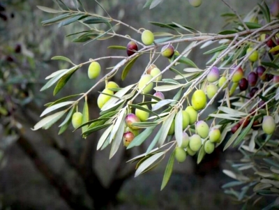 &Pi;&omicron;&upsilon;&lambda;ά&sigmaf;: &Xi;&alpha;&nu;ά &sigma;&tau;&eta; &Beta;&omicron;&upsilon;&lambda;ή &tau;&omicron; &theta;έ&mu;&alpha; έ&lambda;&lambda;&epsilon;&iota;&psi;&eta;&sigmaf; &epsilon;&rho;&gamma;&alpha;&tau;ώ&nu; &gamma;&eta;&sigmaf; &epsilon;&nu;ό&psi;&epsilon;&iota; &tau;&eta;&sigmaf; έ&nu;&alpha;&rho;&xi;&eta;&sigmaf; &tau;&eta;&sigmaf; &epsilon;&lambda;&alpha;&iota;&omicron;&kappa;&omicron;&mu;&iota;&kappa;ή&sigmaf; &pi;&epsilon;&rho;&iota;ό&delta;&omicron;&upsilon; (&epsilon;&iota;&kappa;ό&nu;&alpha;)
