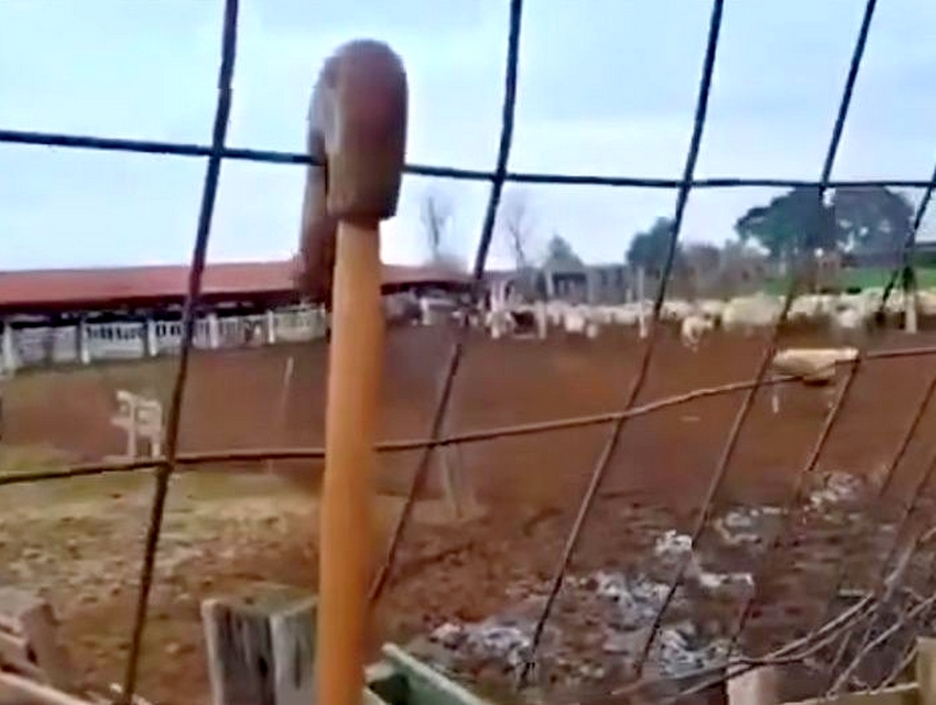 «Μην ξύνεστε στην γκλίτσα του τσοπάνη…» – Ο απελπισμένος που ψάχνει την επιβίωση δεν έχει να χάσει κάτι!