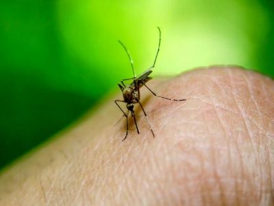 &Iota;ό&sigmaf; &Delta;&upsilon;&tau;&iota;&kappa;&omicron;ύ &Nu;&epsilon;ί&lambda;&omicron;&upsilon;: 25 &tau;&alpha; &kappa;&rho;&omicron;ύ&sigma;&mu;&alpha;&tau;&alpha; &sigma;&tau;&eta;&nu; &Epsilon;&lambda;&lambda;ά&delta;&alpha;, &eta; &alpha;&nu;&alpha;&kappa;&omicron;ί&nu;&omega;&sigma;&eta; &tau;&omicron;&upsilon; &Epsilon;&Omicron;&Delta;&Upsilon; (&epsilon;&iota;&kappa;ό&nu;&alpha;)